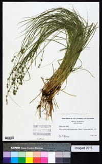 Carex radiata image