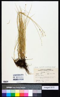 Carex radiata image