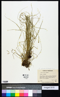 Carex radiata image