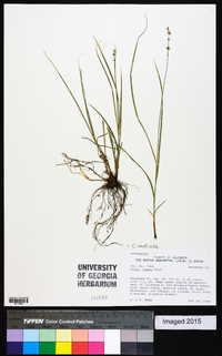 Carex radiata image