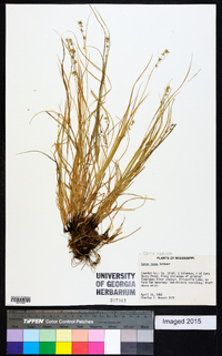 Carex radiata image