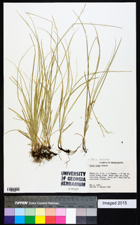 Carex radiata image