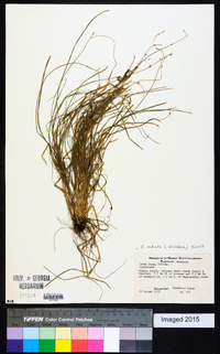 Carex radiata image