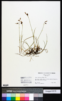 Carex rariflora image