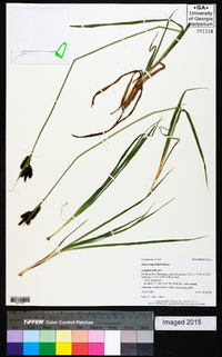 Carex raynoldsii image