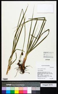 Carex raynoldsii image