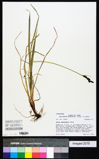 Carex raynoldsii image