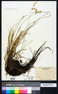 Carex reniformis image