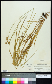 Carex reniformis image