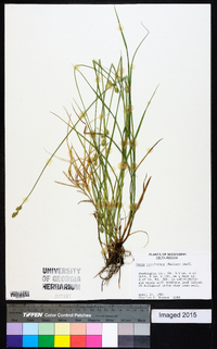 Carex reniformis image