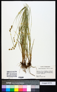 Carex reniformis image