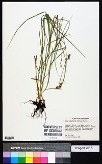 Carex reniformis image