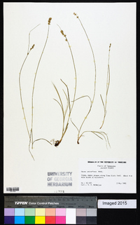 Carex retroflexa image