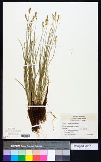 Carex retroflexa image