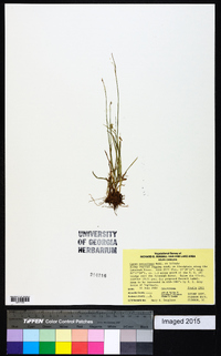 Carex retroflexa image