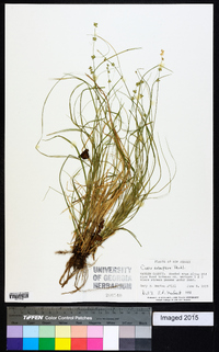 Carex retroflexa image