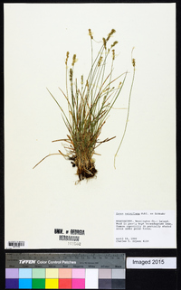 Carex retroflexa image