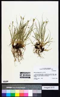 Carex retroflexa image