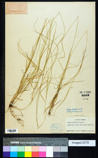 Carex retroflexa image