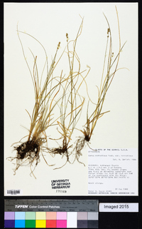 Carex retroflexa image