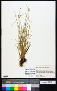 Carex retroflexa image