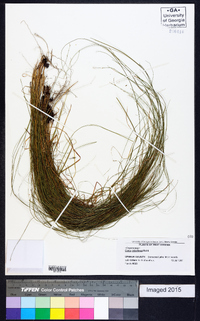 Carex retroflexa image