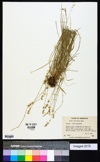 Carex retroflexa image