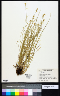 Carex retroflexa image