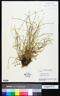 Carex retroflexa image