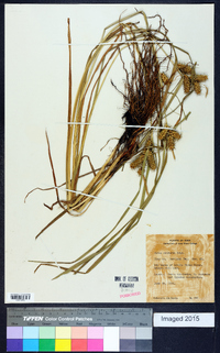 Carex retrorsa image