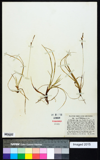 Carex richardsonii image