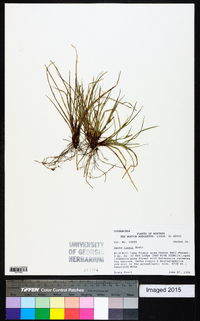 Carex rossii image