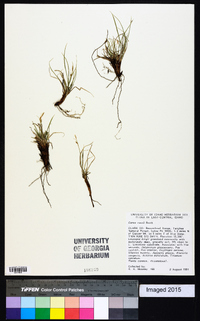 Carex rossii image