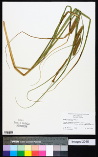 Carex rostrata image