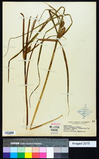 Carex rostrata image