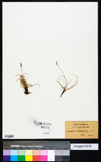 Carex rupestris image