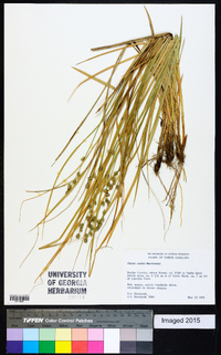 Carex ruthii image