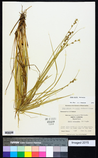 Carex ruthii image