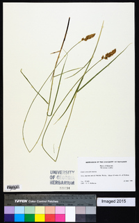 Carex sartwellii image