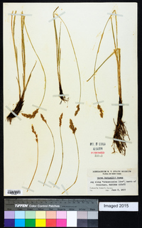 Carex sartwellii image