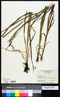 Carex scabrata image