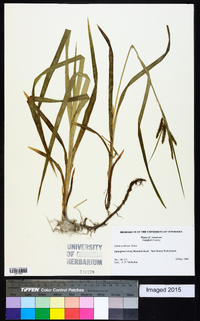 Carex scabrata image