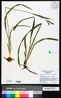 Carex scabrata image