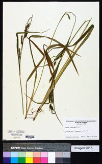 Carex scabrata image