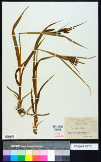 Carex scabrata image