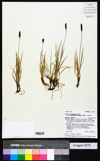 Carex scirpoidea image