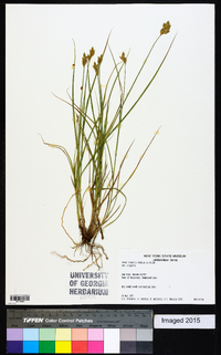 Carex scoparia var. scoparia image