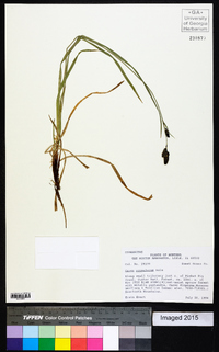 Carex scopulorum image