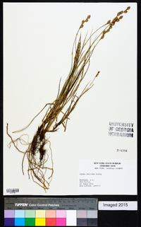 Carex silicea image