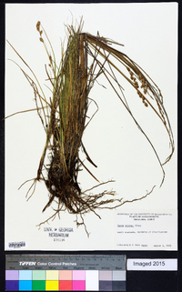 Carex silicea image